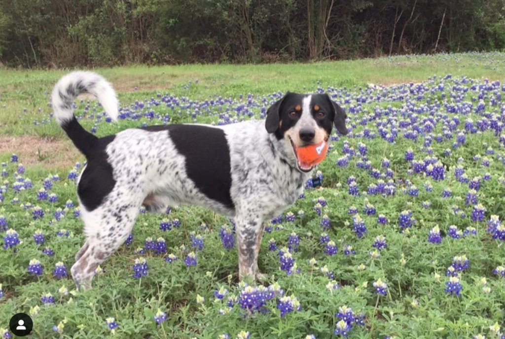 Bluetick Lab Mix