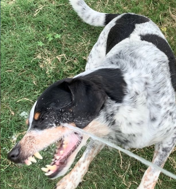 Bluetick Lab