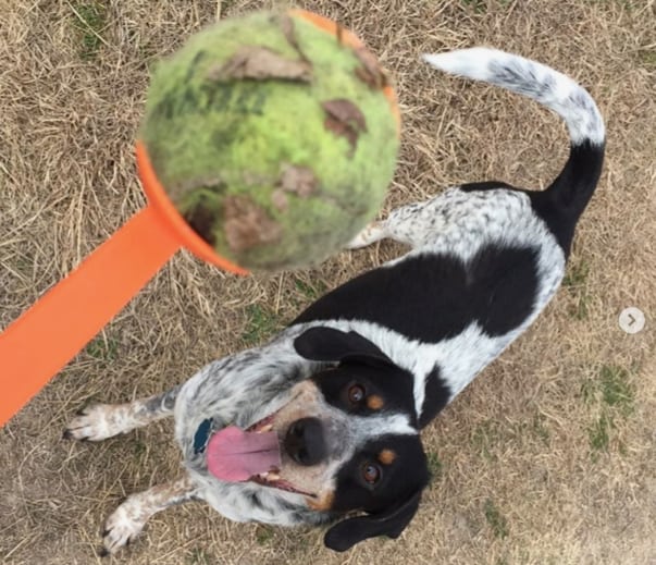 Bluetick lab playing