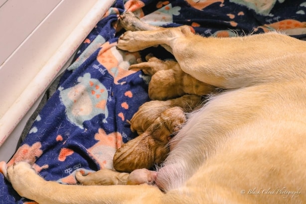 Lab puppy litter 