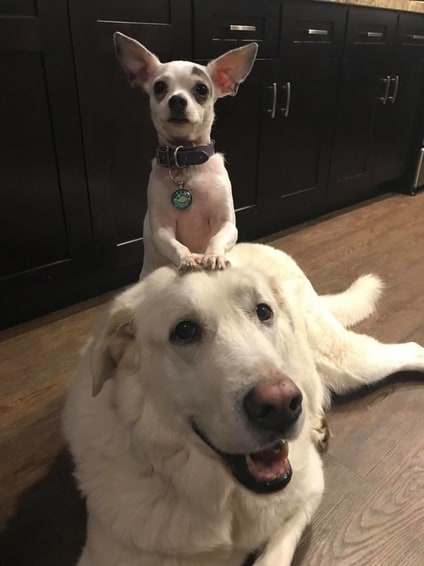 Chihuahua and Great pyrenee