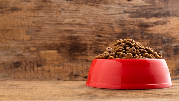 dog food in a bowl