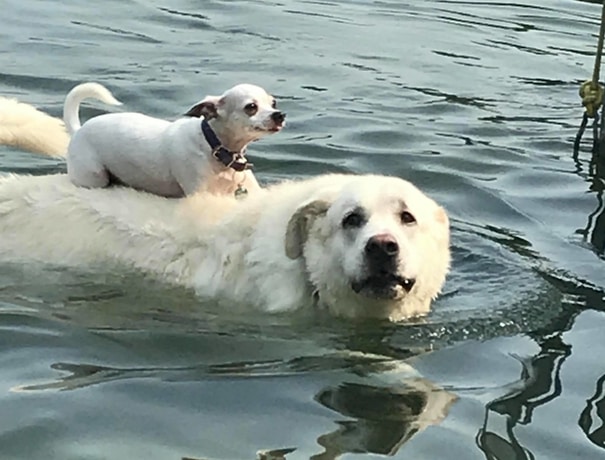 chihuahua and pyrenees swimming