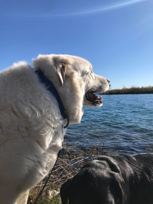 pyrenees and black labrador