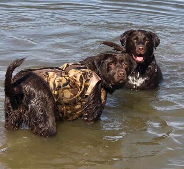 labs swimming