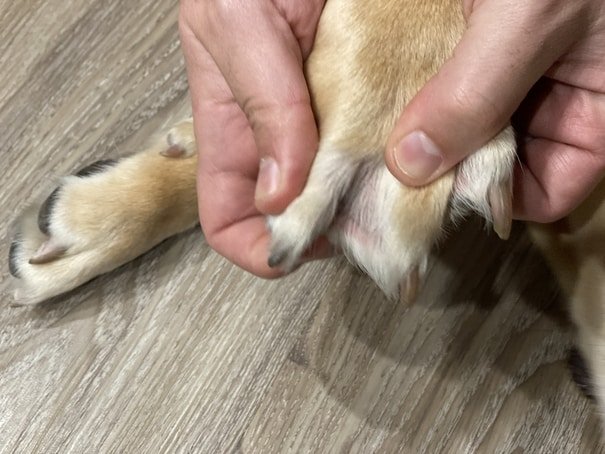 labrador webbed foot