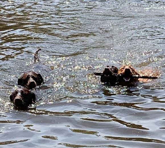 labs swimming in the lake with other dogs