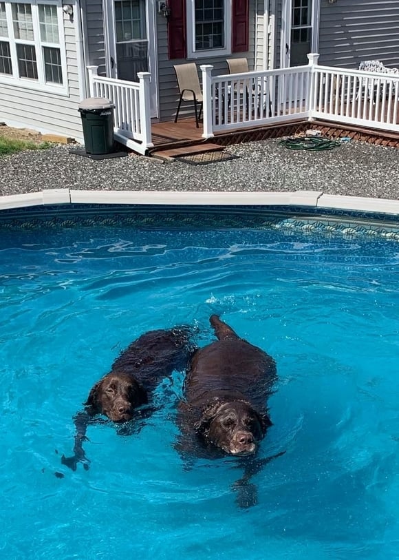 labs swimming in the pool