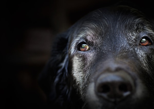 old labrador