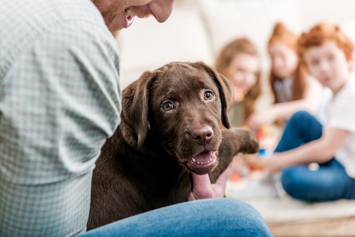 labrador jealous