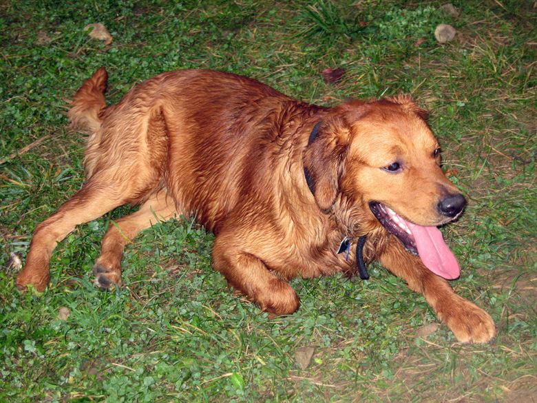 golden retriever on the grass