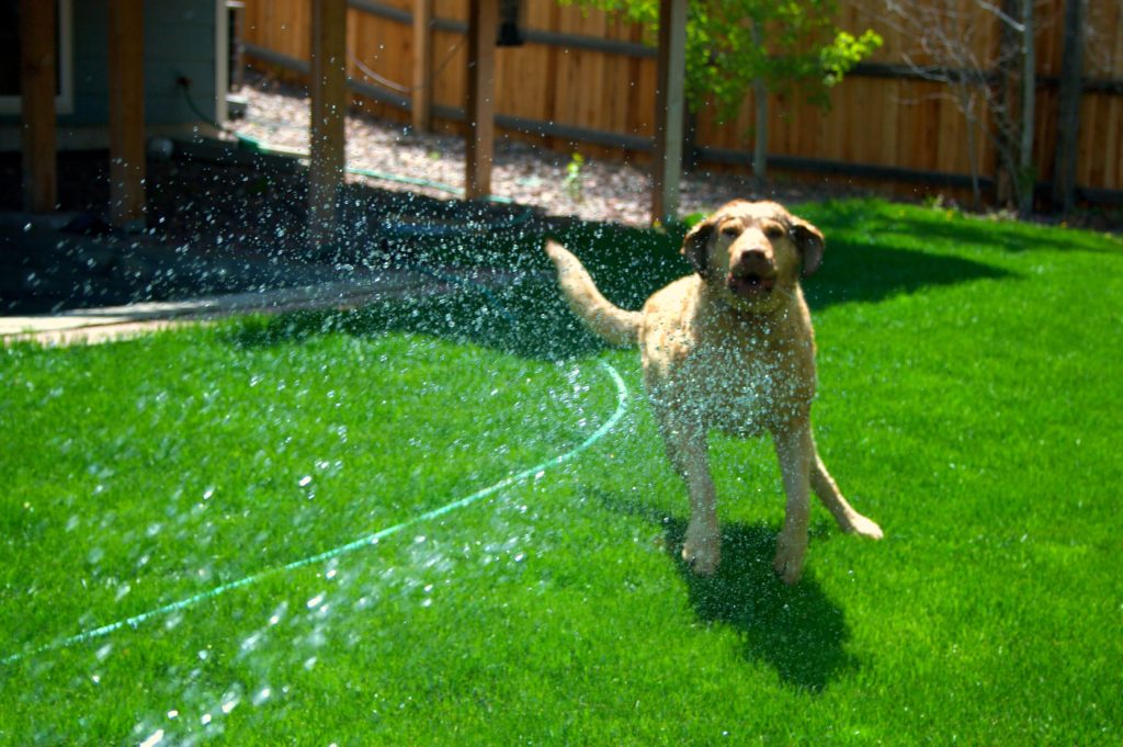 dog hose