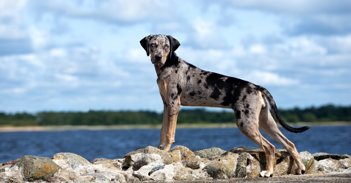 Catahoula Leopard Dog