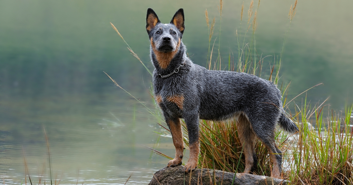 Blue Heeler