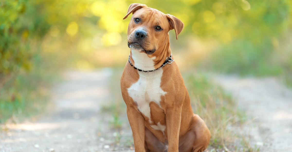 American Pitbull Terrier