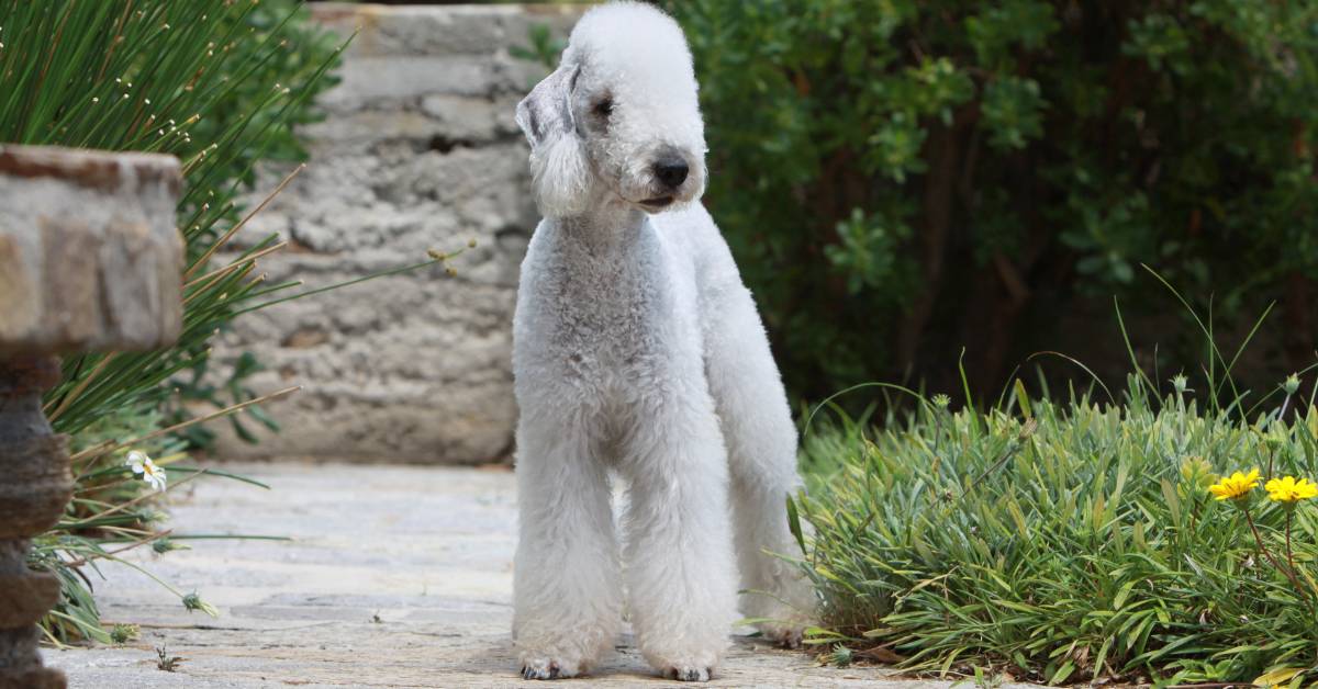 Bedlington Terrier