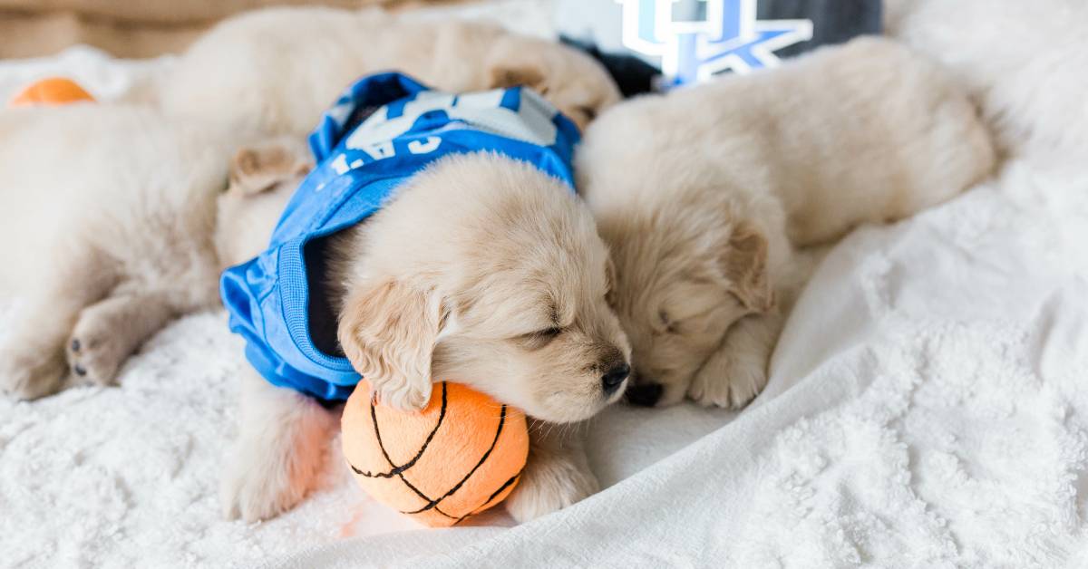 Pup-Sized Sports Jersey