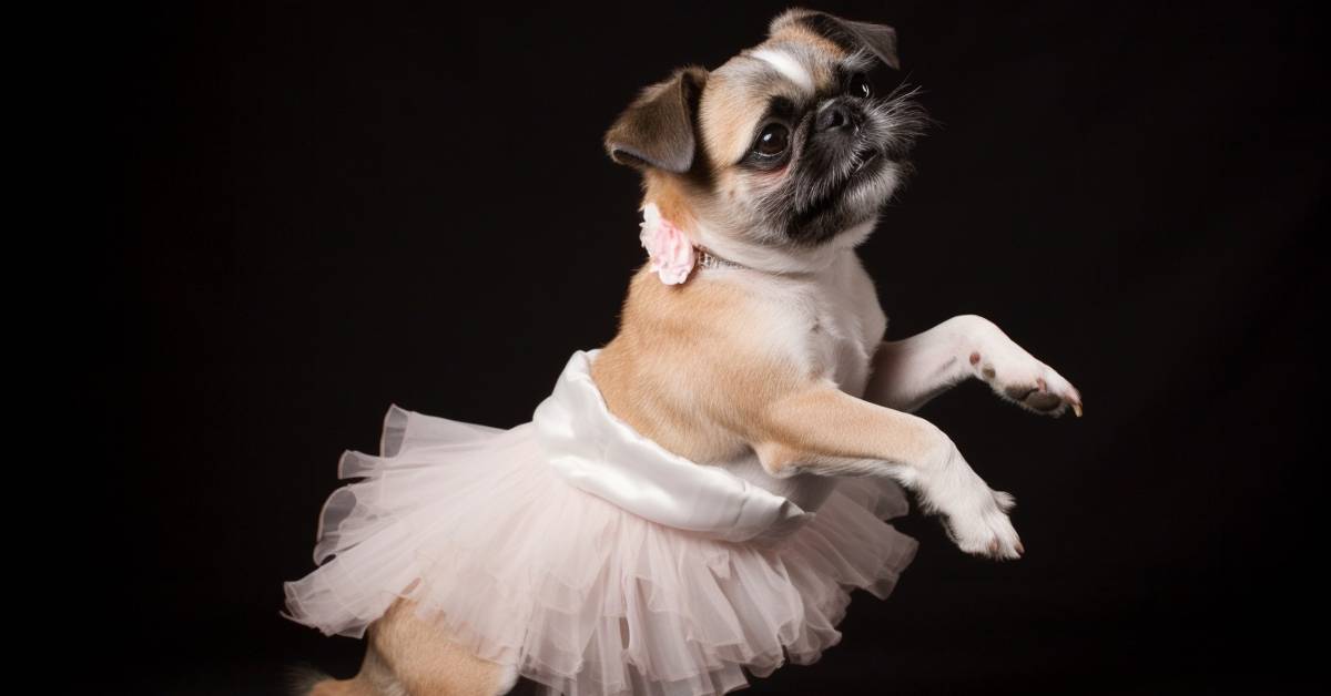 Canine Tutu Skirt