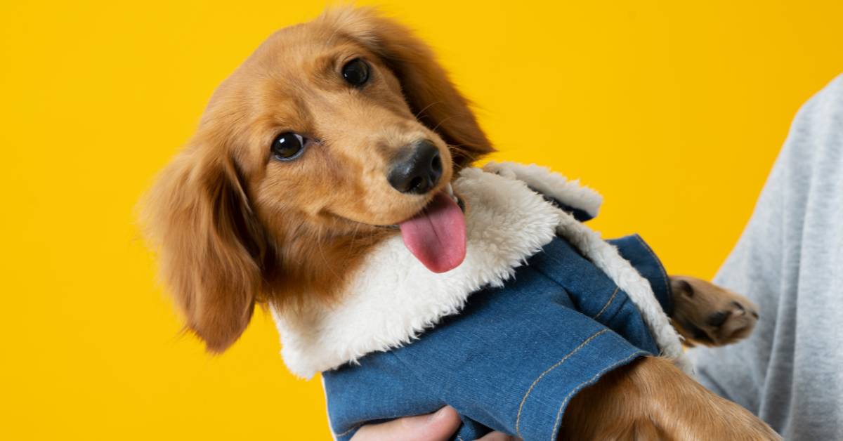 Doggy Denim Jacket