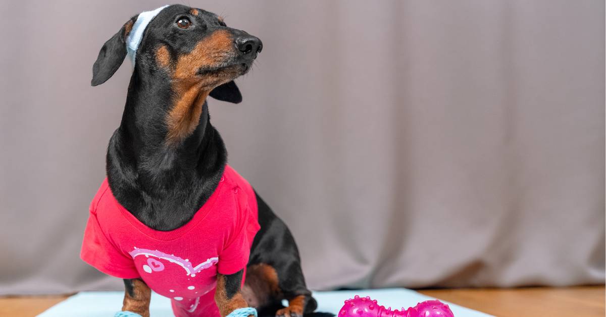 Pet Yoga Outfit