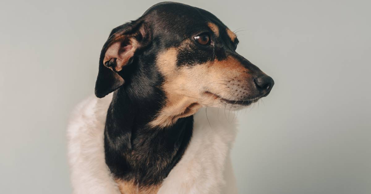 Faux Fur Coats for Dog