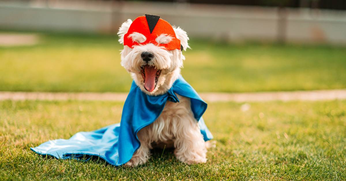 Superhero Costumes for Dogs