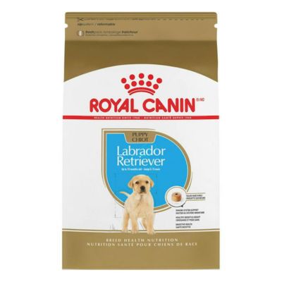 Royal Canin Labrador Retriever Puppy