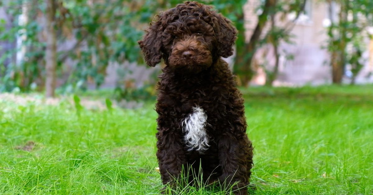 Lagotto Romagnolo