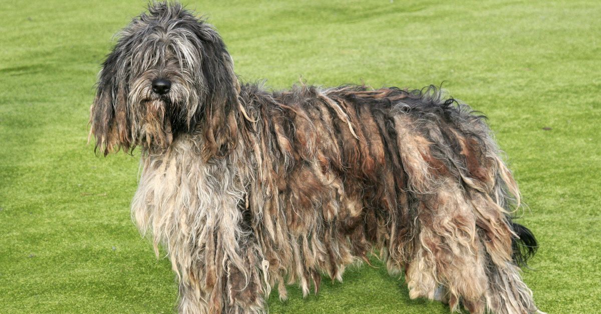 Bergamasco Shepherd