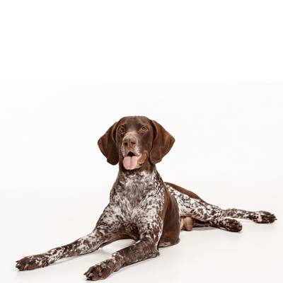 German Shorthaired Pointer