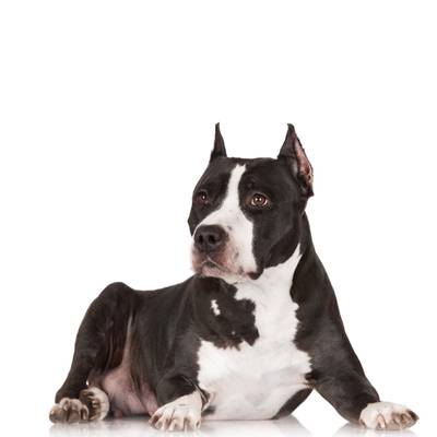 American Staffordshire Terrier
