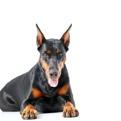 Doberman Pinscher