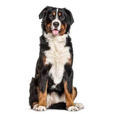Bernese Mountain Dog
