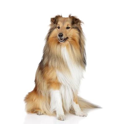Shetland Sheepdog