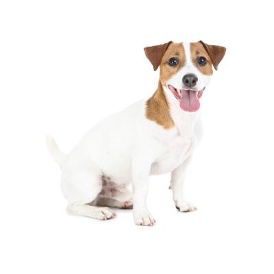 Jack Russell Terrier