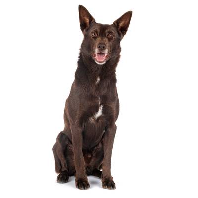 Australian Kelpie