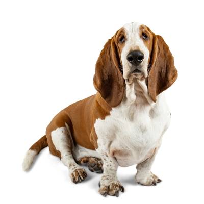 Basset Hound
