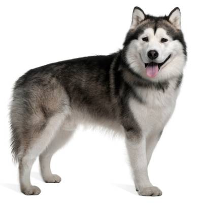 Alaskan Malamute