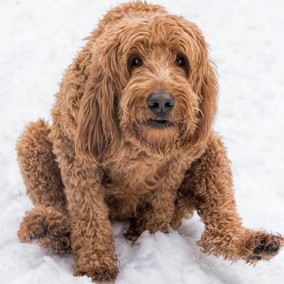 Golden Doodle
