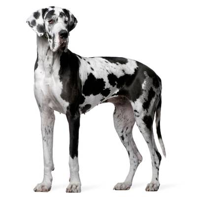 Great Dane