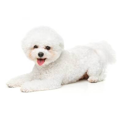 Bichon Frise