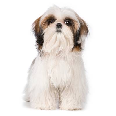 Shih Tzu