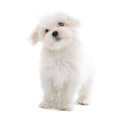 Maltese