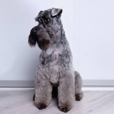 Kerry Blue Terrier