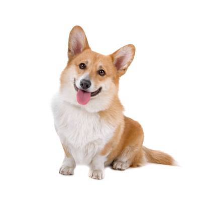 Corgi