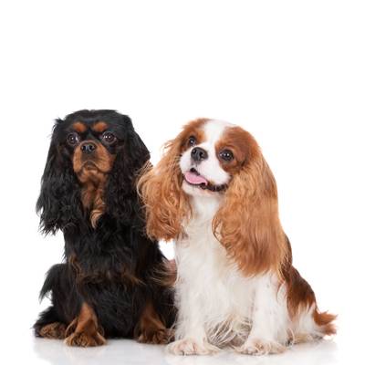 Cavalier King