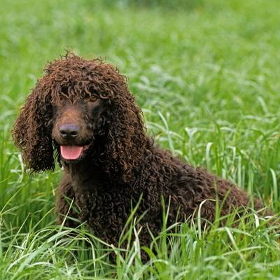 Irish Water Spaniel