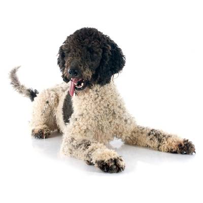 Portuguese Water Dog