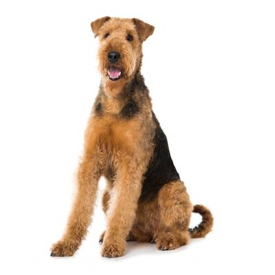 Airedale Terrier