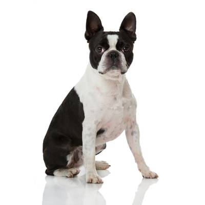 Boston Terrier